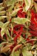 Excocaria cochichinensis  variegata